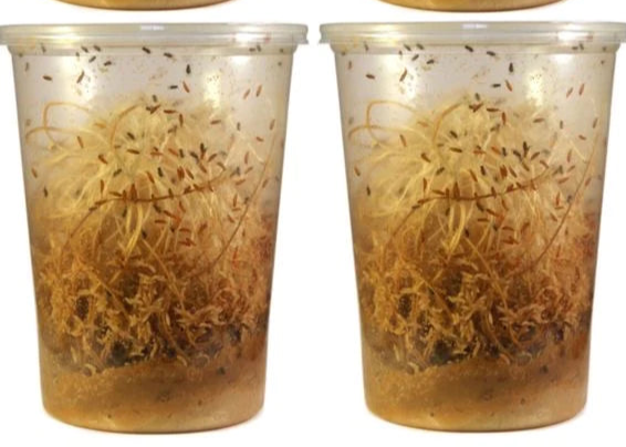 New! Golden hydei flightless fruit flies cultures