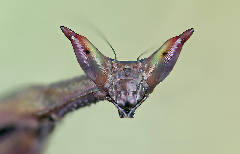 Heterochaeta orientalis Giant African Stick mantis / cat-eye mantis / 'Chaeta