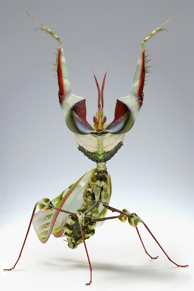 Idolomantis diabolica Devils Flower Praying Mantis