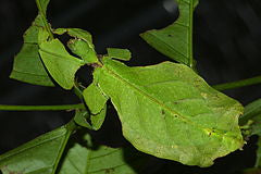 Pulchriphyllium giganteum - USMANTIS