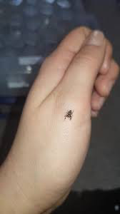 Phidippus regius, known commonly as the regal jumper
