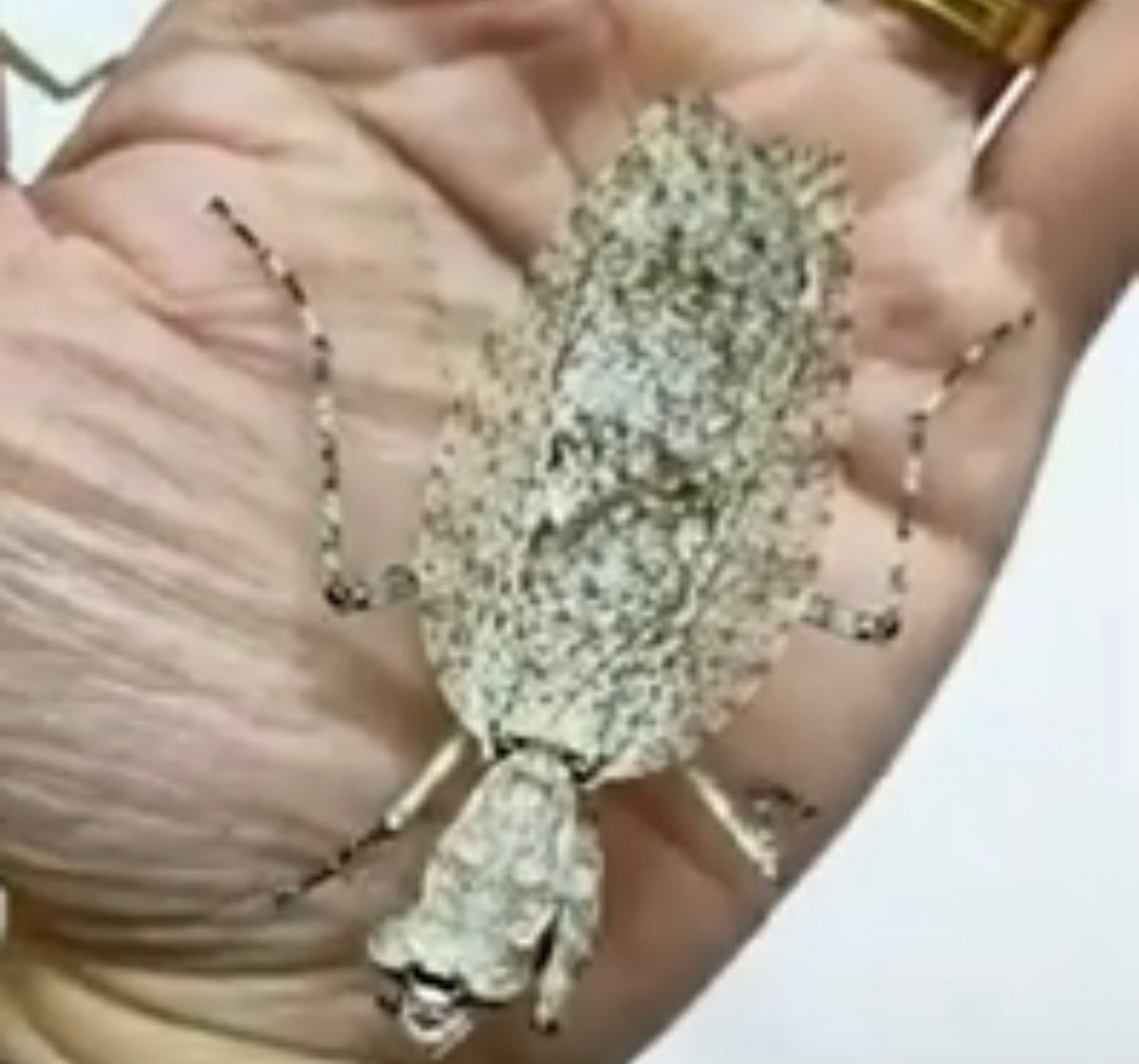 Theopompa servii - USMANTIS