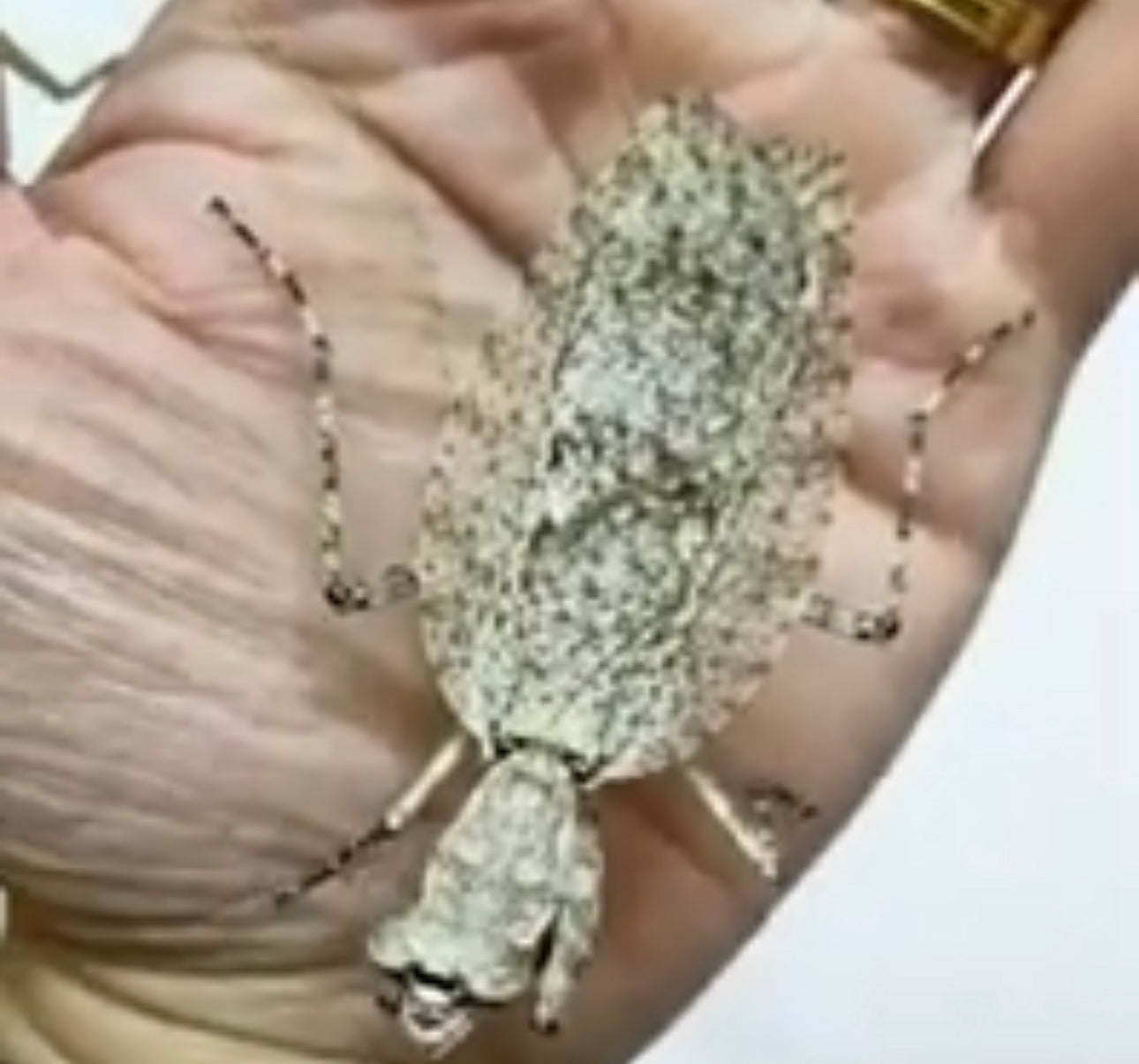 Theopompa servii - USMANTIS