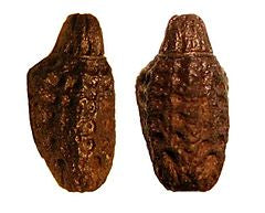 Pulchriphyllium giganteum - USMANTIS