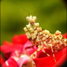 Clidonoptera lestoni mantis