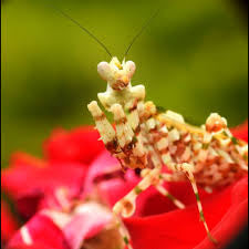 Clidonoptera lestoni mantis - USMANTIS