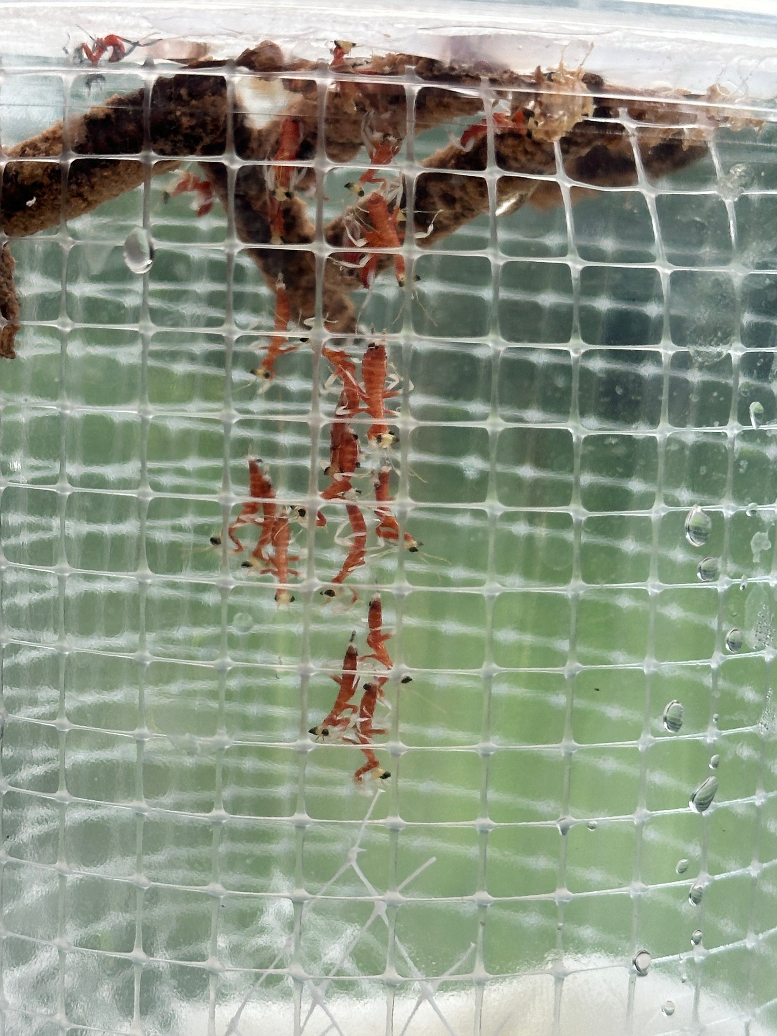 Clidonoptera lestoni mantis - USMANTIS