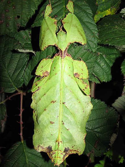Pulchriphyllium giganteum - USMANTIS