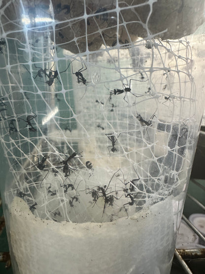 Canopy mesh - USMANTIS