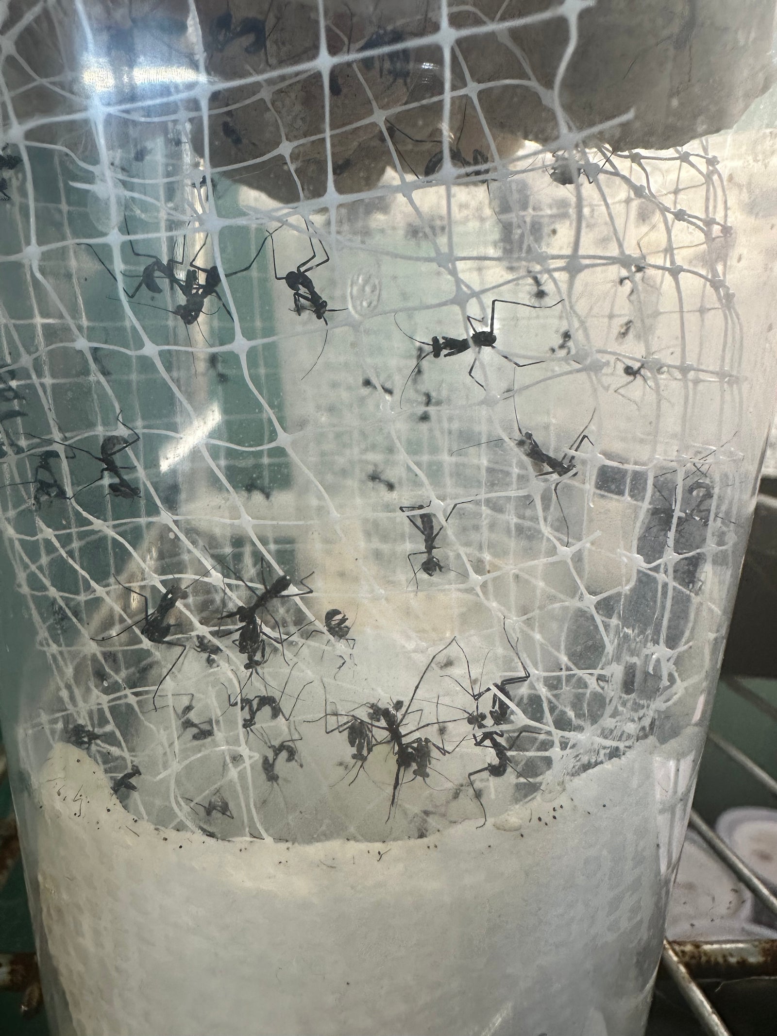 Canopy mesh - USMANTIS