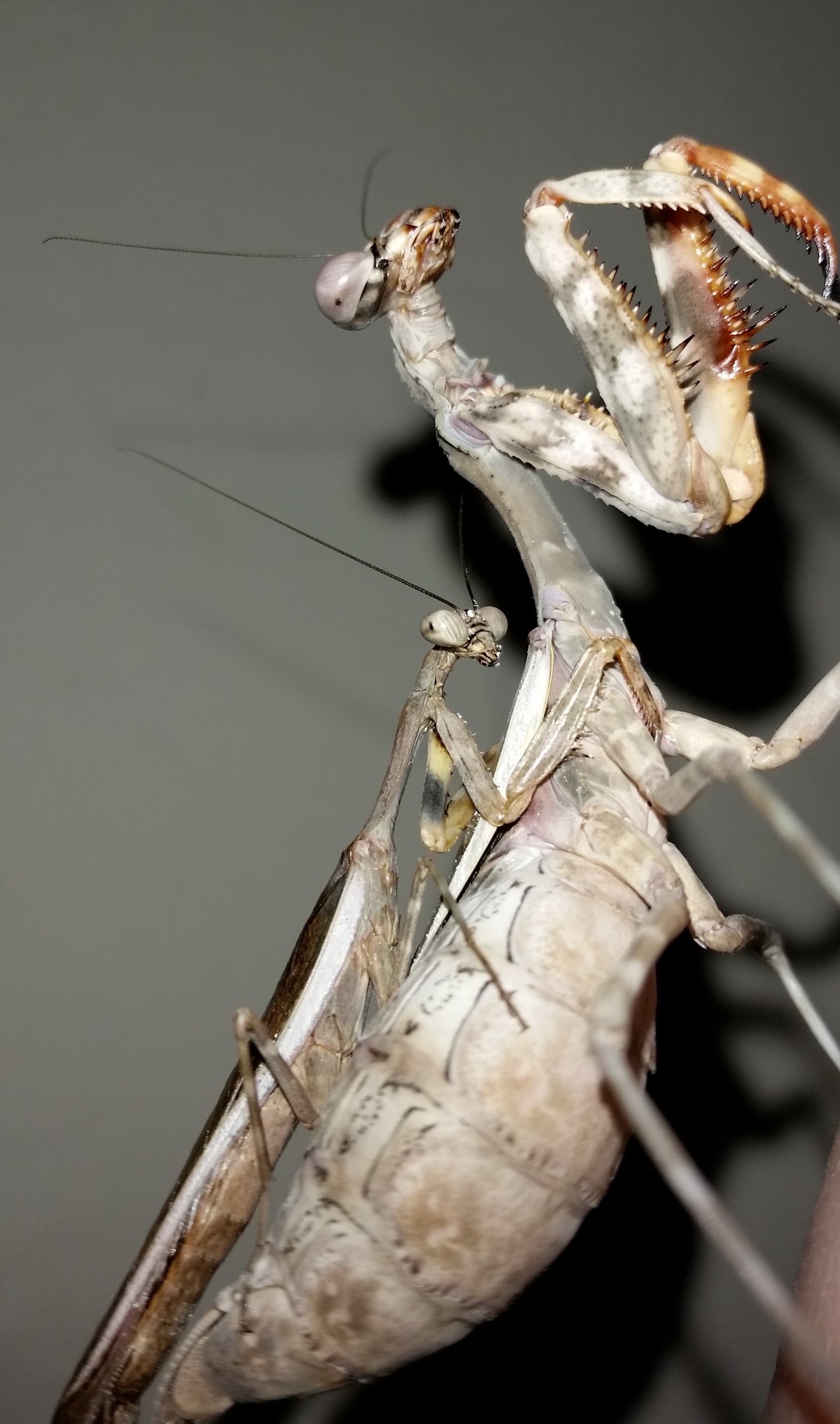 Parasphendale affinis Budwing praying mantis - USMANTIS