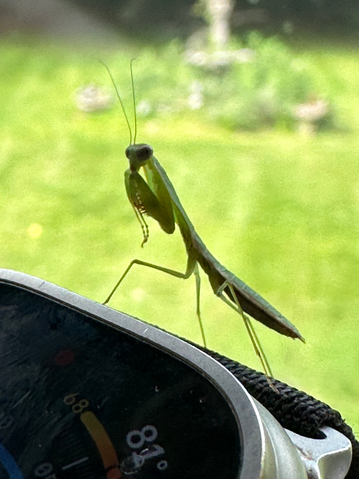 Choerdodis rhomboidea Peruvian shield mantis NEW “Cobra Mantis “ - USMANTIS