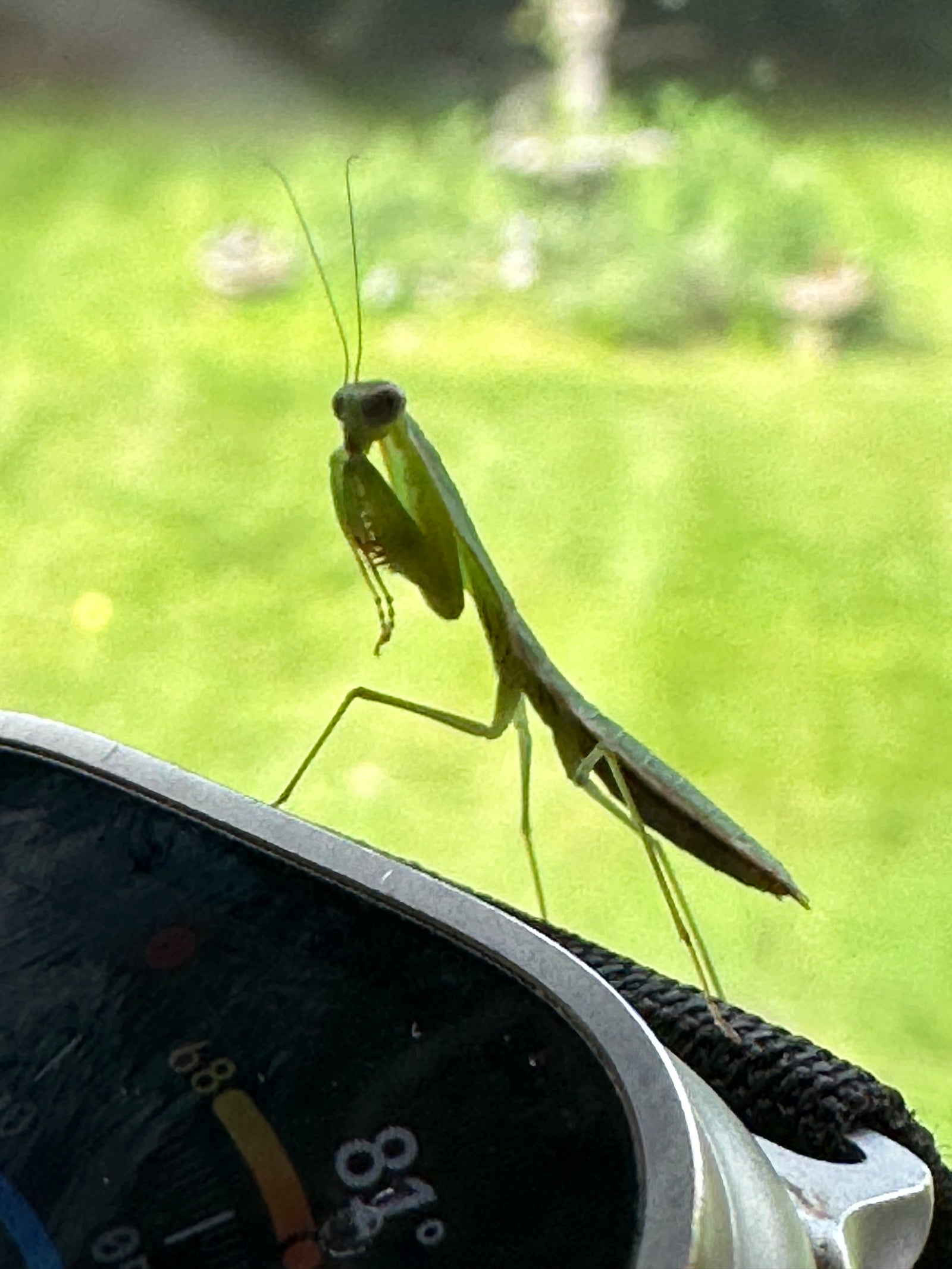 Choerdodis rhomboidea Peruvian shield mantis NEW “Cobra Mantis “ - USMANTIS