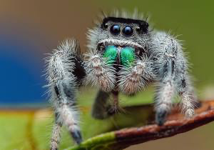 Phidippus regius, known commonly as the regal jumper - USMANTIS