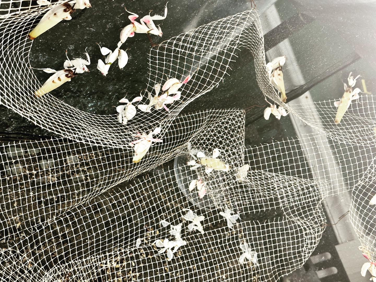 Canopy mesh - USMANTIS