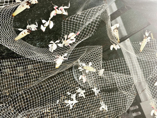 Canopy mesh - USMANTIS