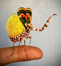 Clidonoptera lestoni mantis - USMANTIS