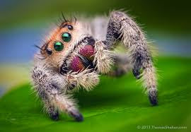 Phidippus regius, known commonly as the regal jumper