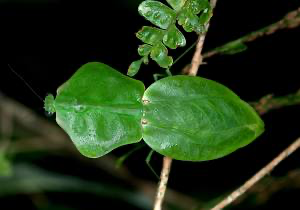 Choerdodis rhomboidea Peruvian shield mantis NEW “Cobra Mantis “ - USMANTIS