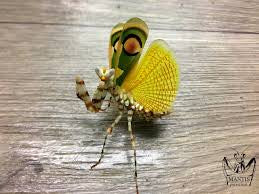 Clidonoptera lestoni mantis - USMANTIS