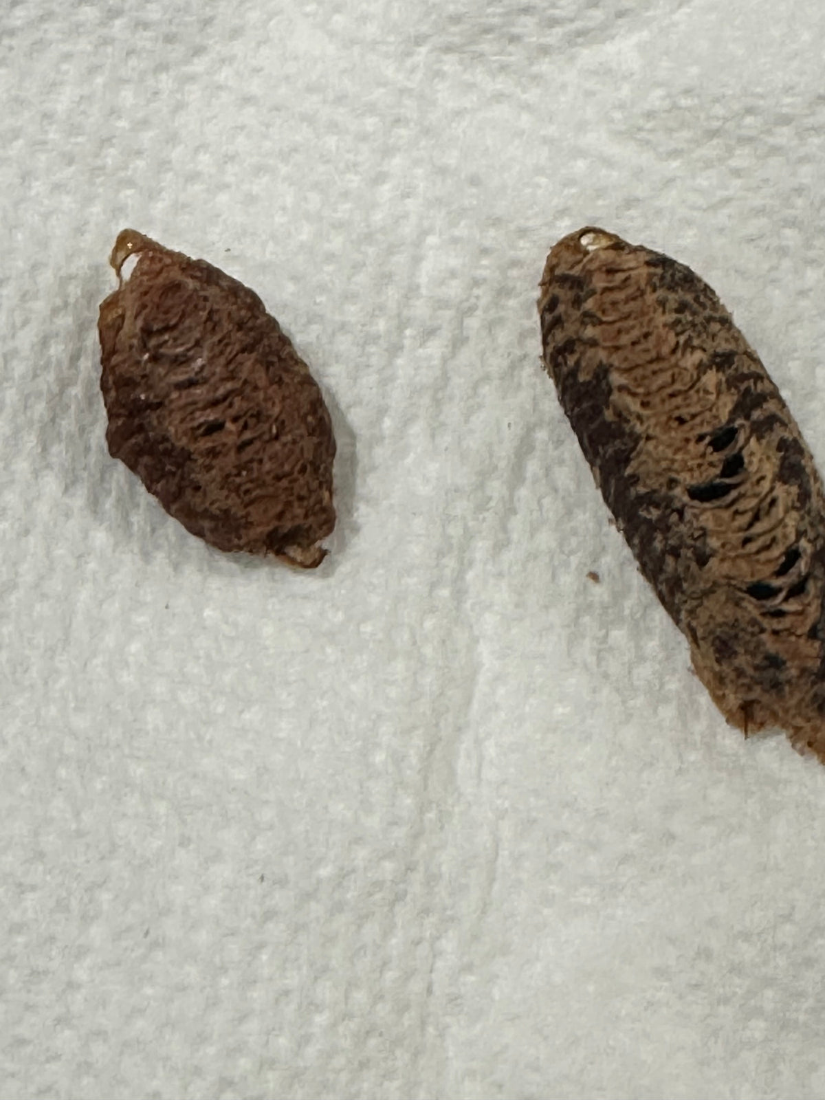 Choerdodis rhomboidea Peruvian shield mantis NEW “Cobra Mantis “ - USMANTIS