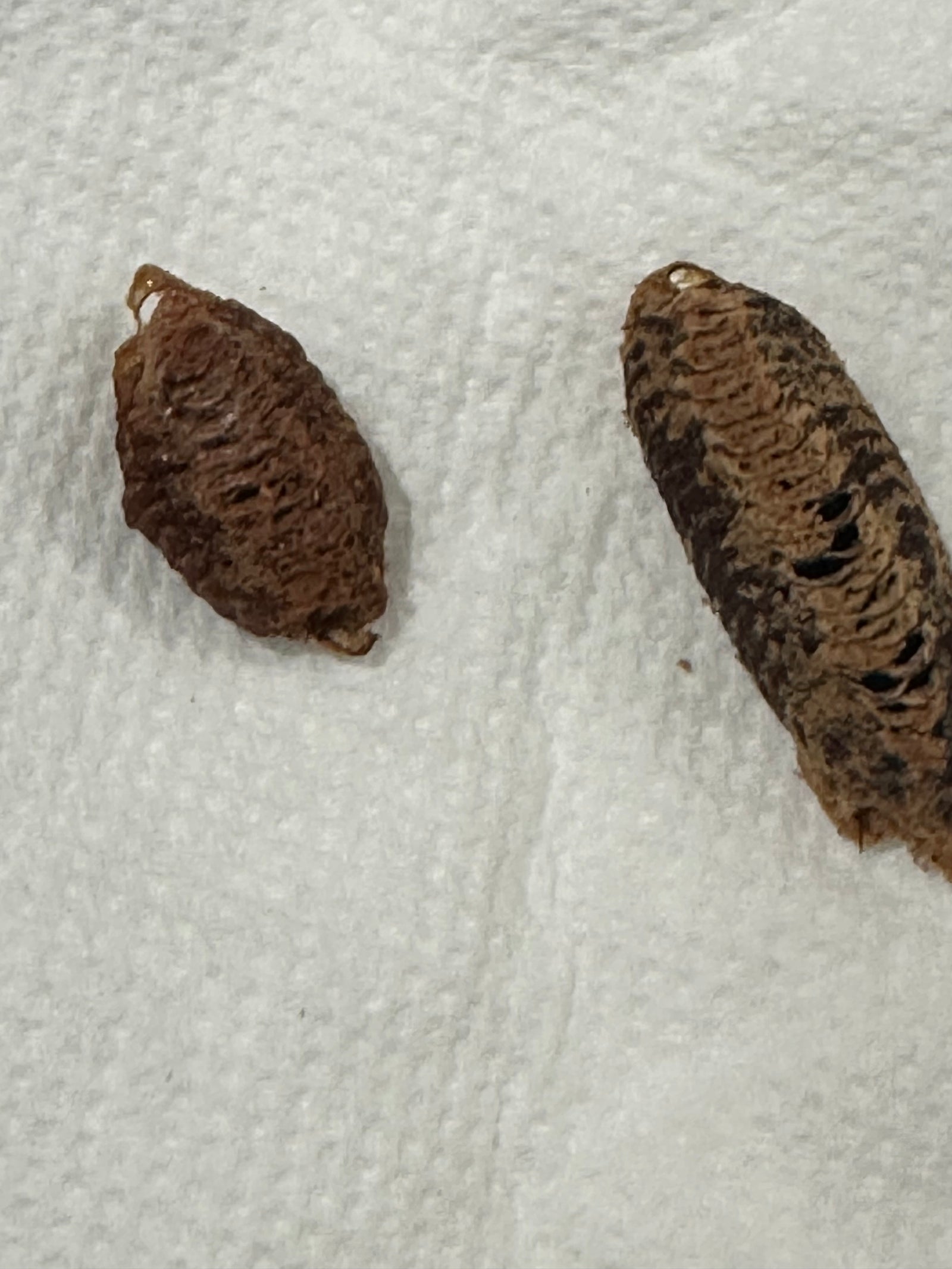 Choerdodis rhomboidea Peruvian shield mantis NEW “Cobra Mantis “ - USMANTIS