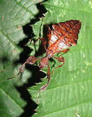 Pulchriphyllium giganteum - USMANTIS