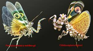 Mantis Clidonoptera lestoni