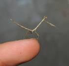 Neonanduria bolauana Giant African Twig mantis - USMANTIS