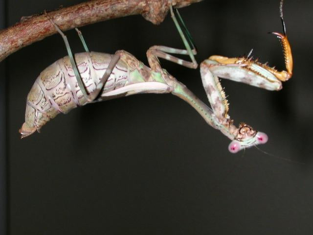 Parasphendale affinis Mantis religiosa Budwing 