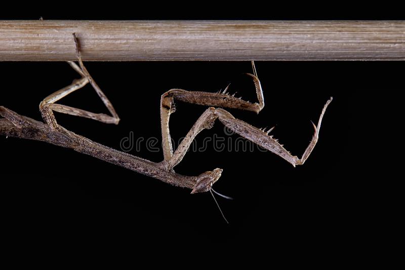 Neonanduria bolauana Giant African Twig mantis - USMANTIS