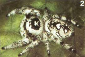 Phidippus regius, known commonly as the regal jumper - USMANTIS