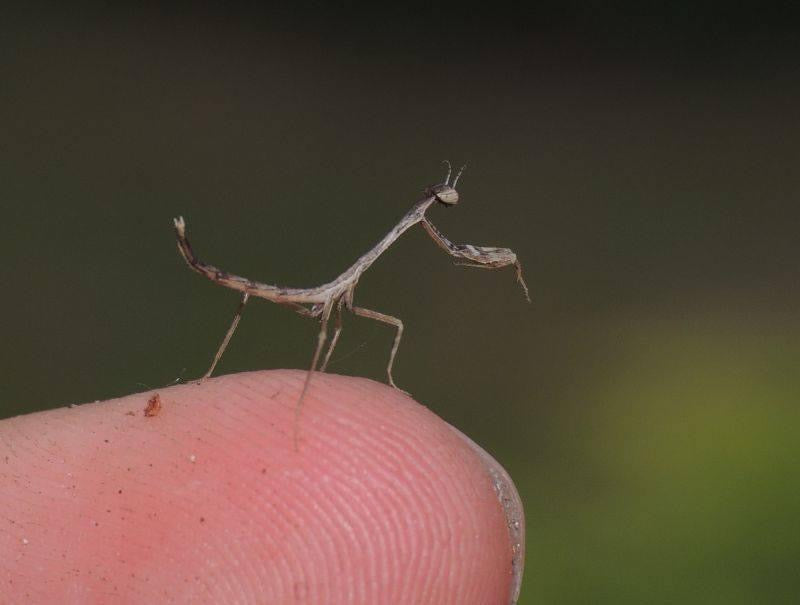 Neonanduria bolauana Giant African Twig mantis - USMANTIS