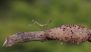 Neonanduria bolauana Giant African Twig mantis - USMANTIS