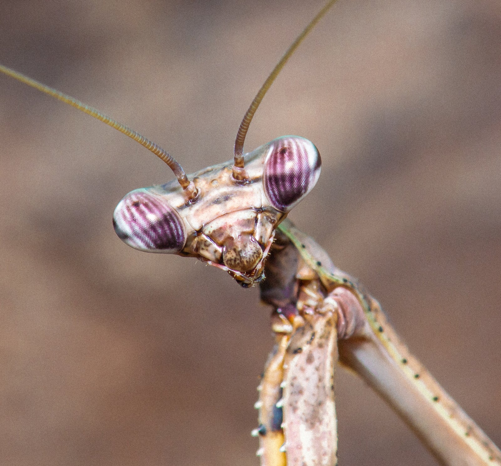 Parasphendale affinis Budwing praying mantis - USMANTIS