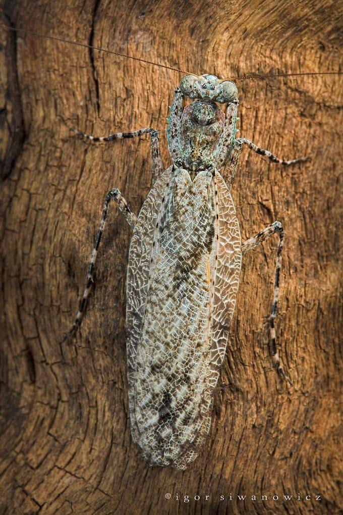 Theopompa servii - USMANTIS