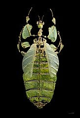 Pulchriphyllium giganteum - USMANTIS