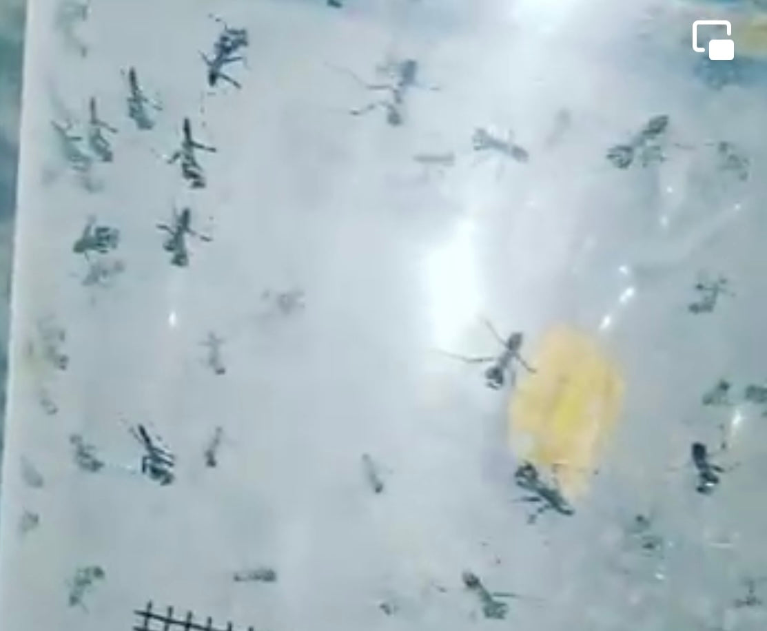 Theopompa servii - USMANTIS