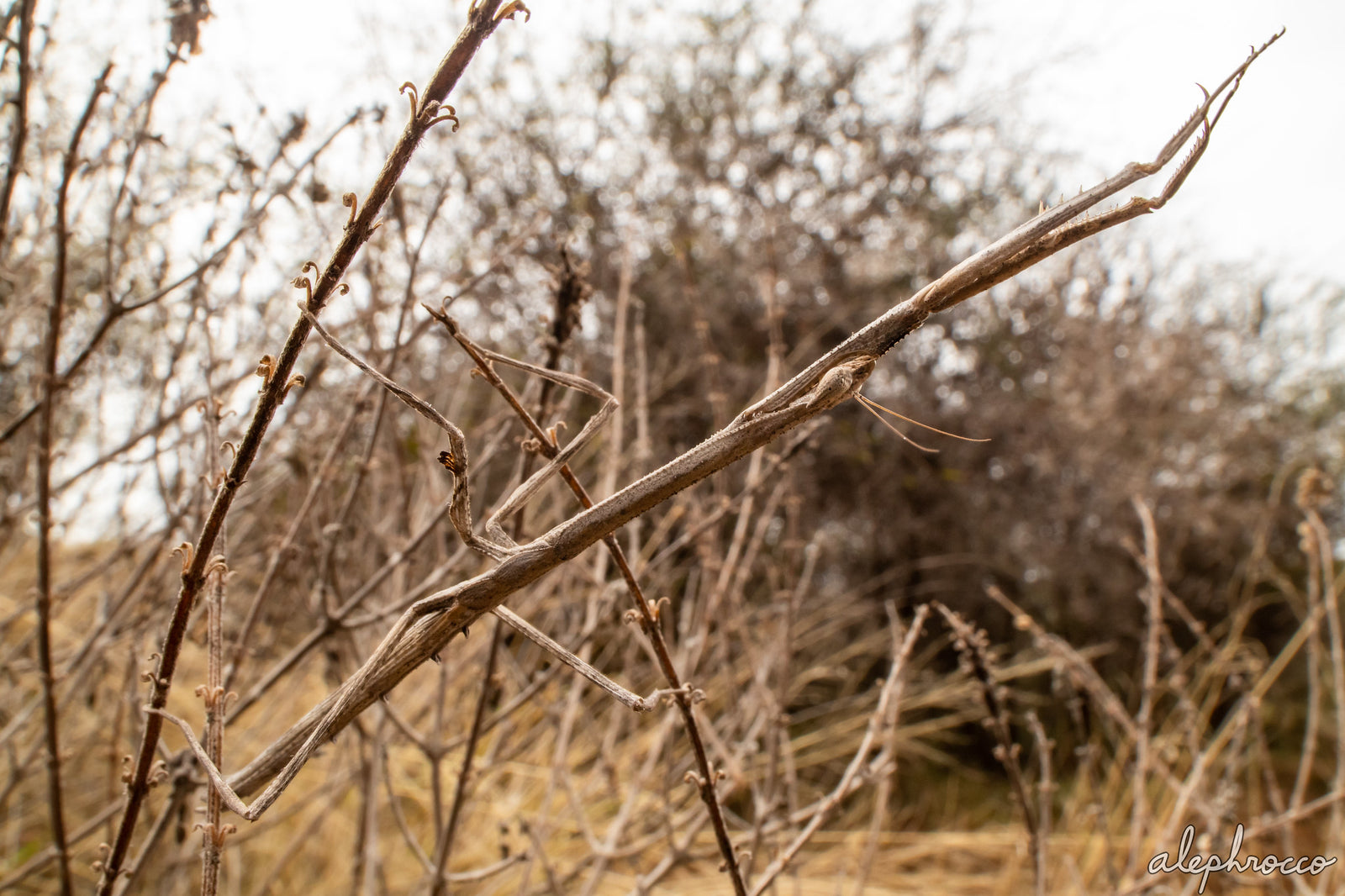 Neonanduria bolauana Giant African Twig mantis - USMANTIS