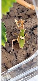 Creobroter nebulosa Indian Flower mantis