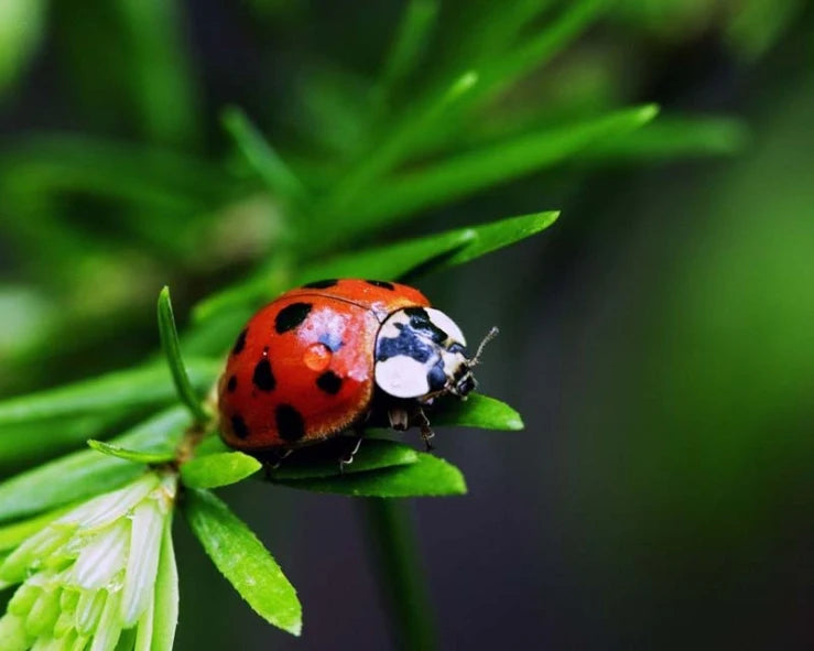 Lady Bugs