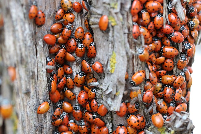 Lady Bugs