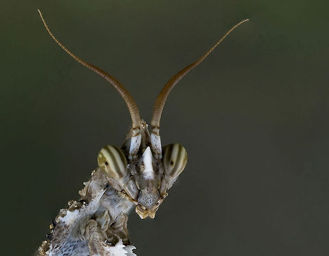 Mantis cardo Blepharopsis mendica