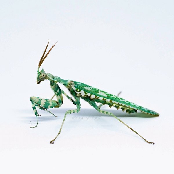 Mantis cardo Blepharopsis mendica