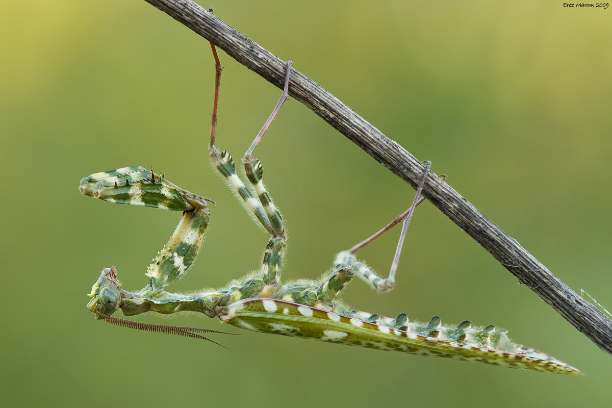 Mantis cardo Blepharopsis mendica