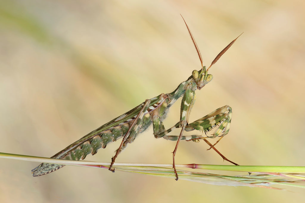 Mantis cardo Blepharopsis mendica