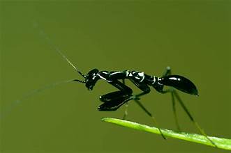 Odontomantis Asian Ant Mantis