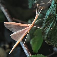 pink wing stick insect Sipyloidea sipylus