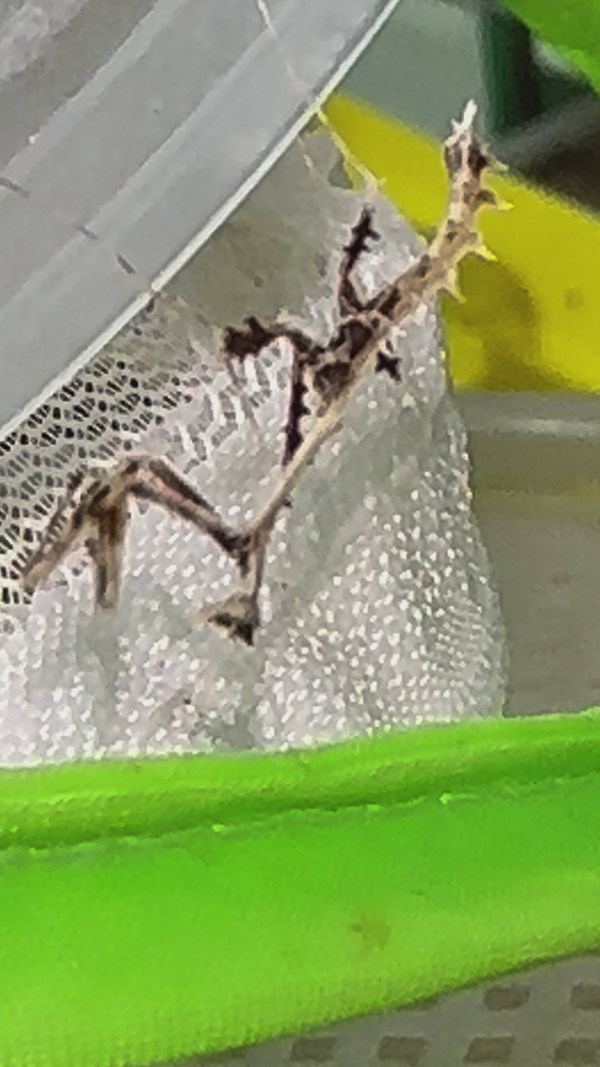 Metatoxodera subparallela praying mantis