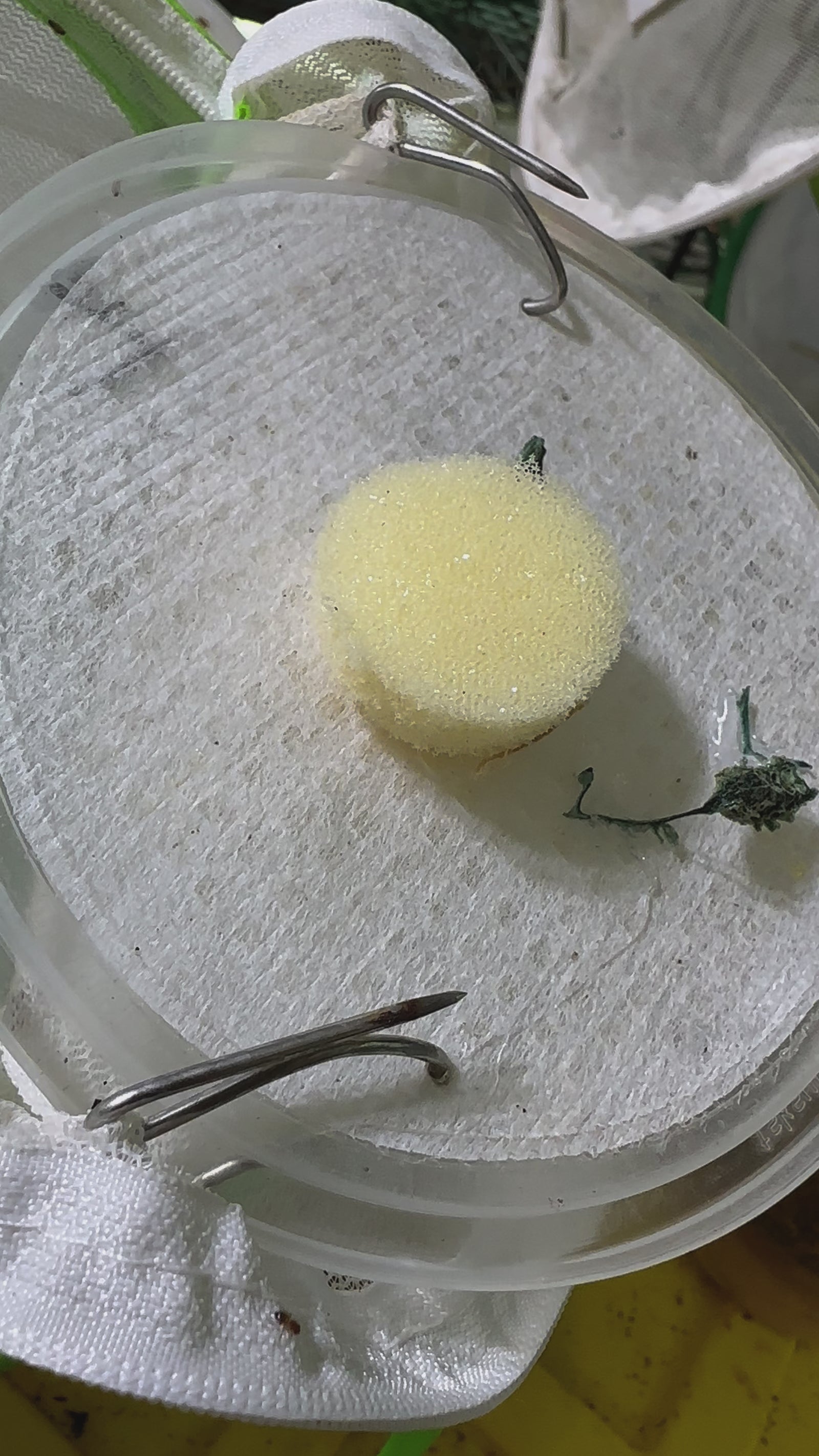 Metatoxodera subparallela praying mantis